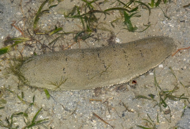 Holothuria (Metriatyla) scabra