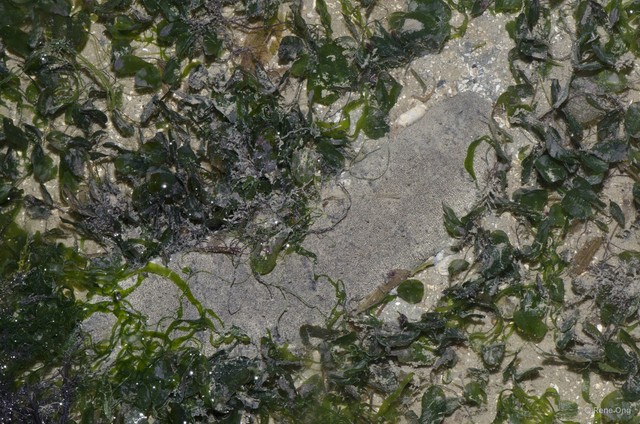 Holothuria (Metriatyla) scabra