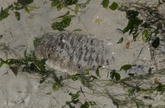 Holothuria (Metriatyla) scabra • © Rene Ong • All Rights Reserved