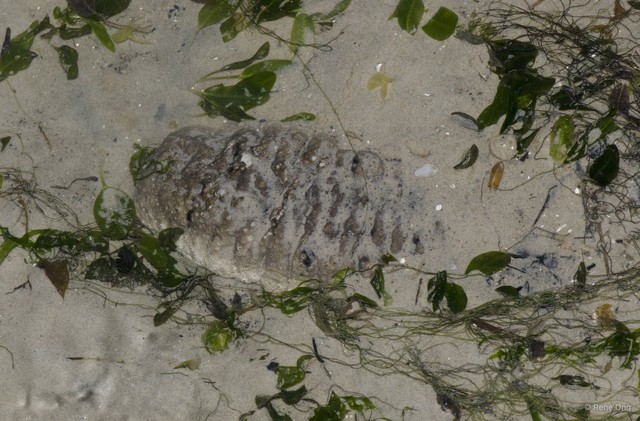 Holothuria (Metriatyla) scabra