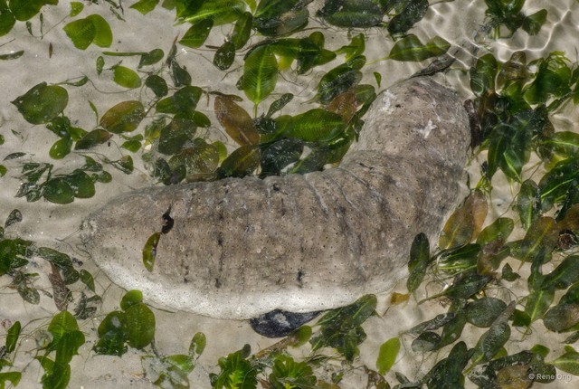 Holothuria (Metriatyla) scabra