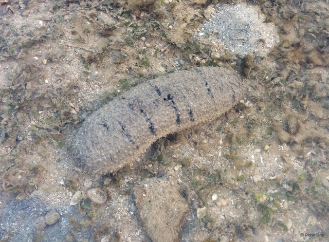 Holothuria (Metriatyla) scabra