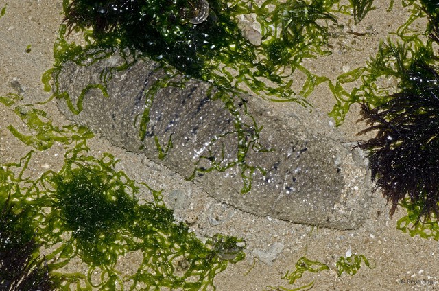 Holothuria (Metriatyla) scabra