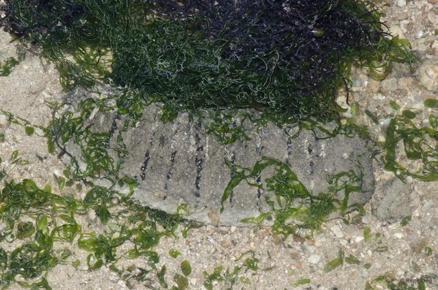 Holothuria (Metriatyla) scabra