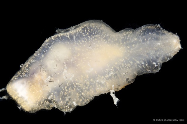 Acaudina sp. "JS-0541" • © CMBS photography team • All Rights Reserved
