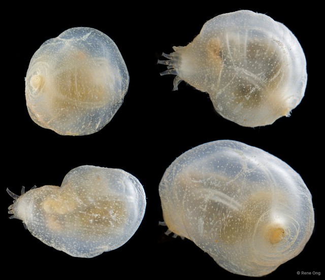 Acaudina sp. "SEA-8575" • © Rene Ong • All Rights Reserved