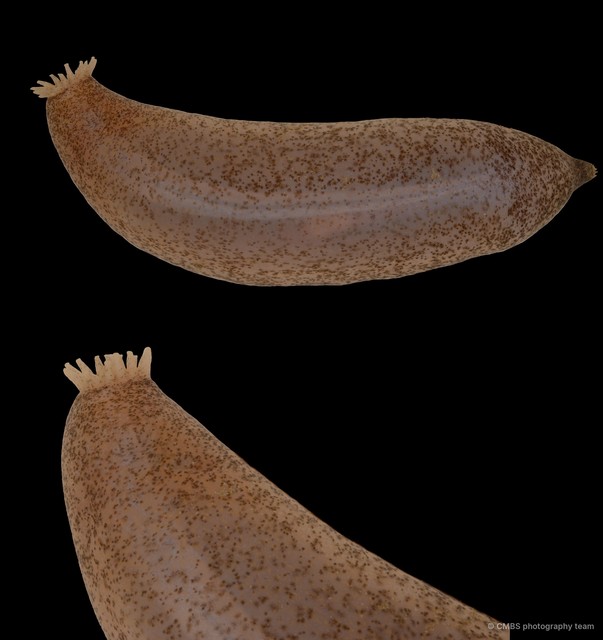 Acaudina leucoprocta • © CMBS photography team • All Rights Reserved