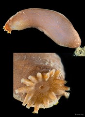 Acaudina leucoprocta • © Rene Ong • All Rights Reserved