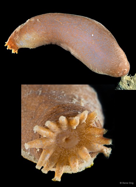 Acaudina leucoprocta