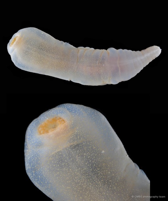 Acaudina rosettis