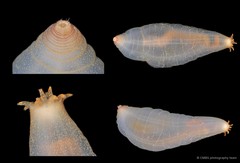 Acaudina rosettis • © CMBS photography team • All Rights Reserved