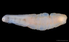 Acaudina rosettis • © CMBS photography team • All Rights Reserved