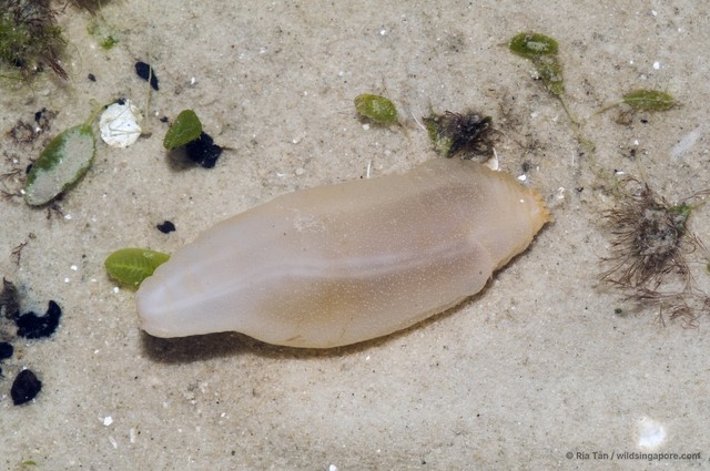 Paracaudina australis • © Ria Tan • All Rights Reserved