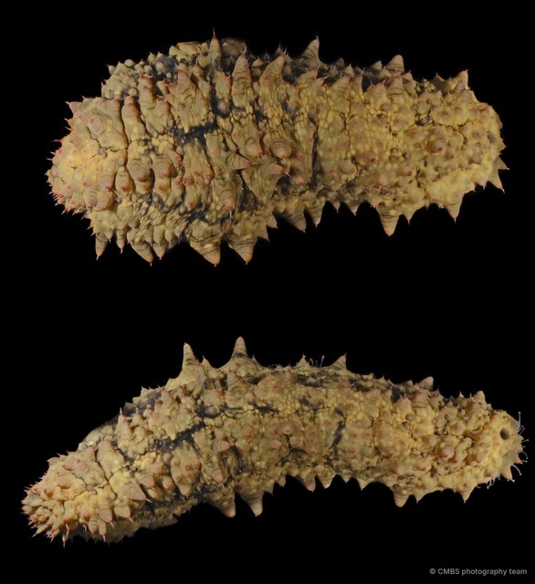 Stichopus sp. "SS-1579" • © CMBS photography team • All Rights Reserved