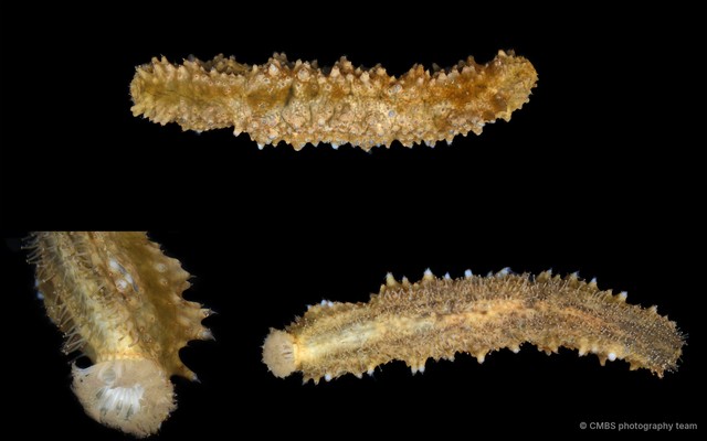 Stichopus sp. "SS-2415" • © CMBS photography team • All Rights Reserved