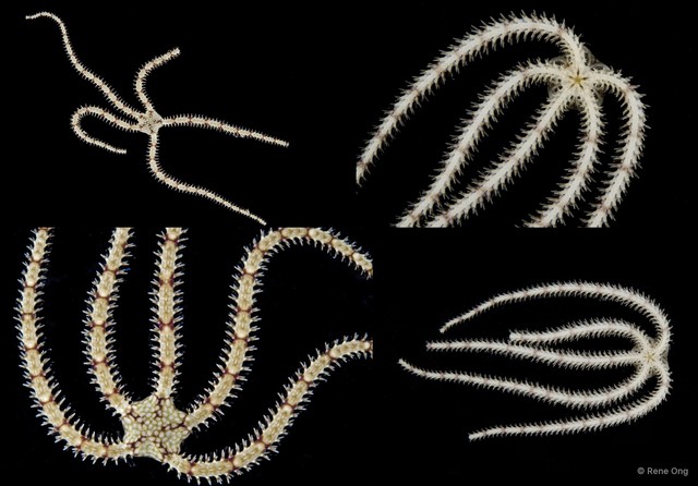 Ophiuroidea sp. "Brittle star 1" • © Rene Ong • All Rights Reserved