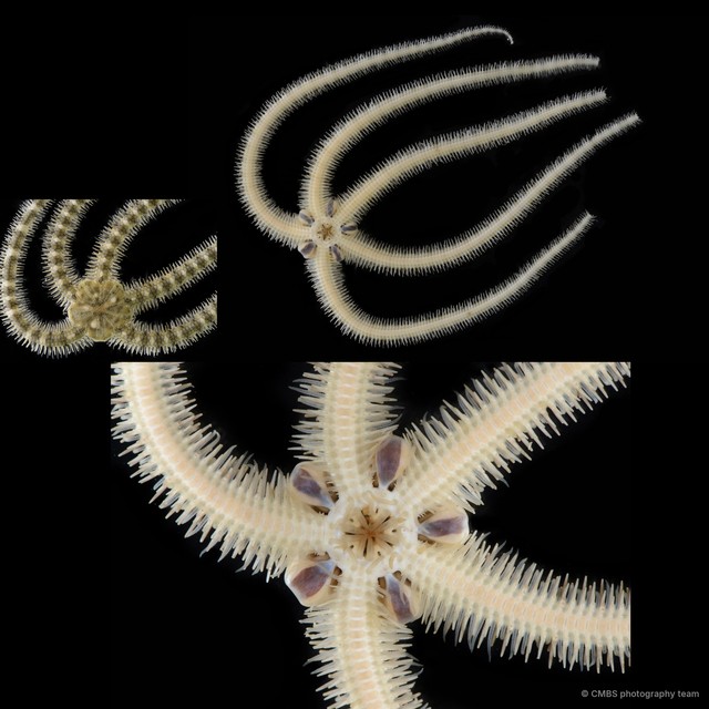 Ophiuroidea sp. "Brittle star 10" • © CMBS photography team • All Rights Reserved