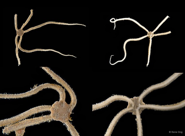 Ophiuroidea sp. "Brittle star 11" • © Rene Ong • All Rights Reserved