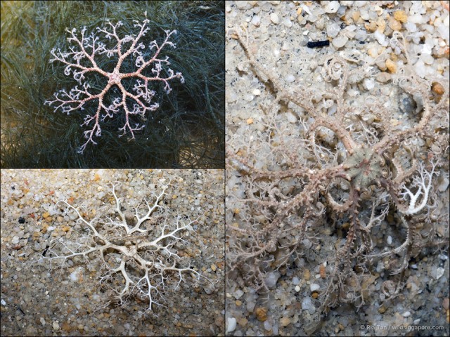 Ophiuroidea sp. "Brittle star 12" • © Ria Tan • All Rights Reserved