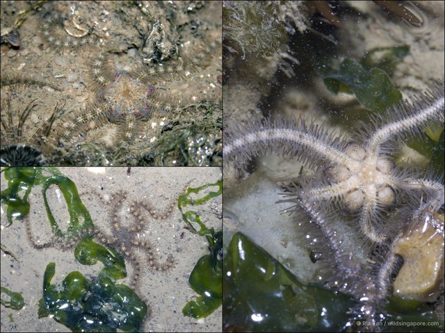 Ophiuroidea sp. "Brittle star 13" • © Ria Tan • All Rights Reserved