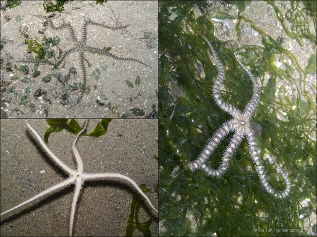 Ophiuroidea sp. "Brittle star 14" • © Ria Tan • All Rights Reserved