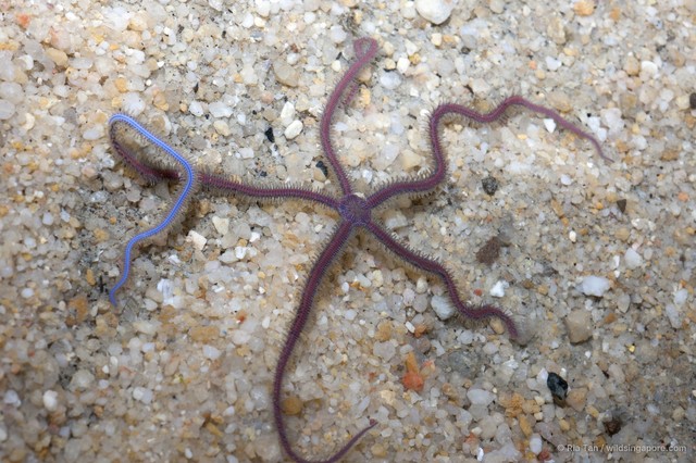 Ophiuroidea sp. "Brittle star 16" • © Ria Tan • All Rights Reserved