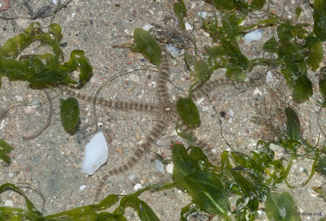 Ophiuroidea sp. "Brittle star 17" • © Rene Ong • All Rights Reserved