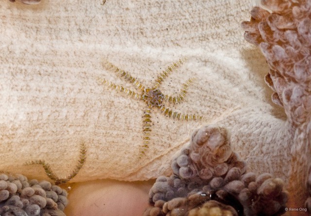 Ophiuroidea sp. "Brittle star 19" • © Rene Ong • All Rights Reserved