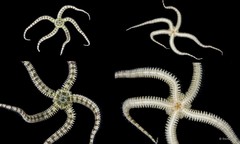 Ophiuroidea sp. "Brittle star 2"