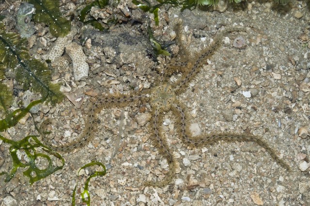 Ophiuroidea sp. "Brittle star 20" • © Rene Ong • All Rights Reserved