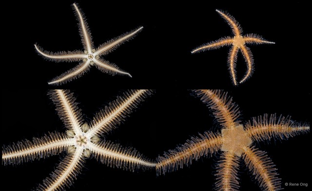 Ophiuroidea sp. "Brittle star 3" • © Rene Ong • All Rights Reserved