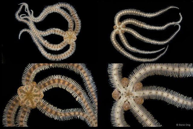 Ophiuroidea sp. "Brittle star 4" • © Rene Ong • All Rights Reserved