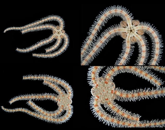 Ophiuroidea sp. "Brittle star 5" • © Rene Ong • All Rights Reserved