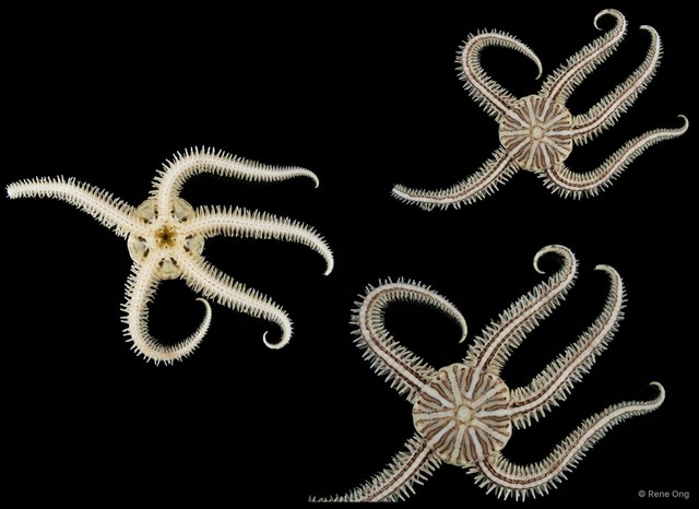 Ophiuroidea sp. "Brittle star 6" • © Rene Ong • All Rights Reserved
