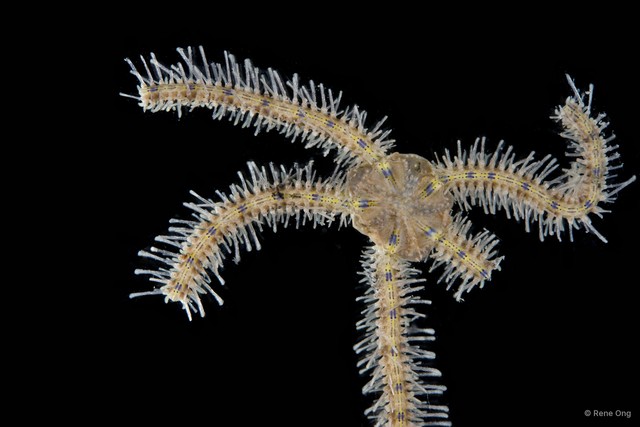 Ophiuroidea sp. "Brittle star 7" • © Rene Ong • All Rights Reserved