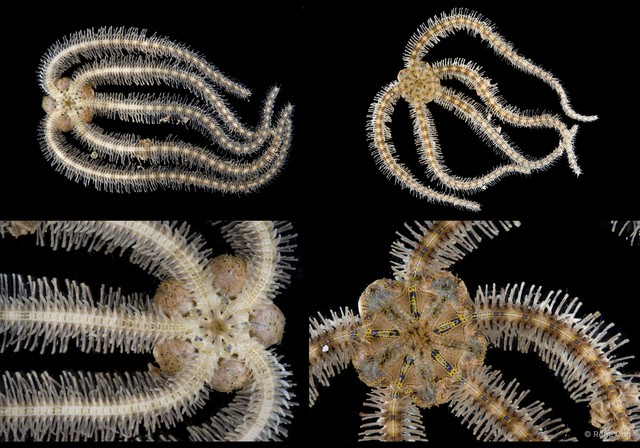Ophiuroidea sp. "Brittle star 8" • © Rene Ong • All Rights Reserved