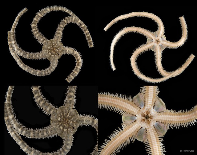 Ophiuroidea sp. "Brittle star 9" • © Rene Ong • All Rights Reserved