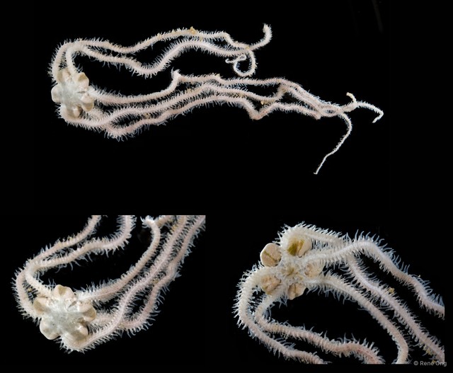 Ophiuroidea sp. "Brittle star SEA-2257" • © Rene Ong • All Rights Reserved