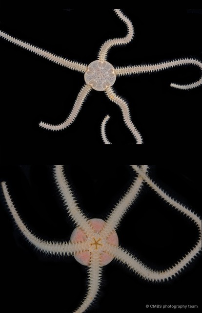 Amphioplus (Lymanella) sp. "cf. laevis" • © CMBS photography team • All Rights Reserved
