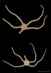 Amphioplus (Lymanella) laevis • © CMBS photography team • All Rights Reserved