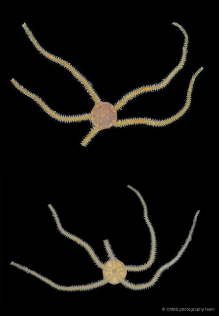 Amphioplus (Lymanella) laevis • © CMBS photography team • All Rights Reserved