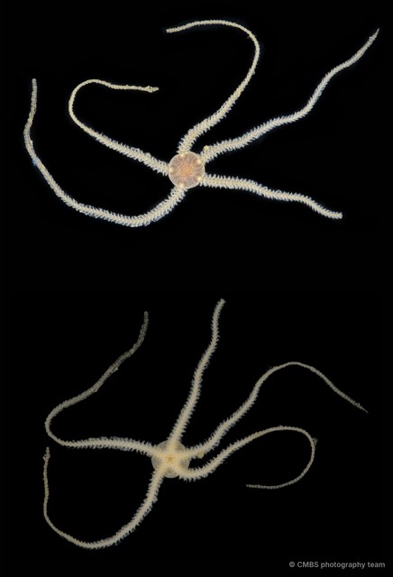 Amphioplus (Lymanella) laevis