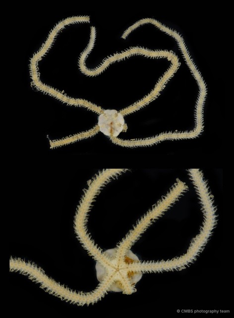 Amphioplus (Amphioplus) lucidus • © CMBS photography team • All Rights Reserved