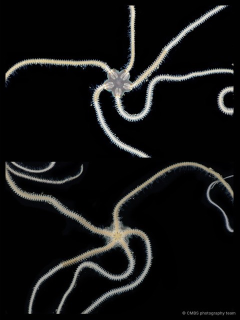 Amphiura sp. "JS-1033" • © CMBS photography team • All Rights Reserved