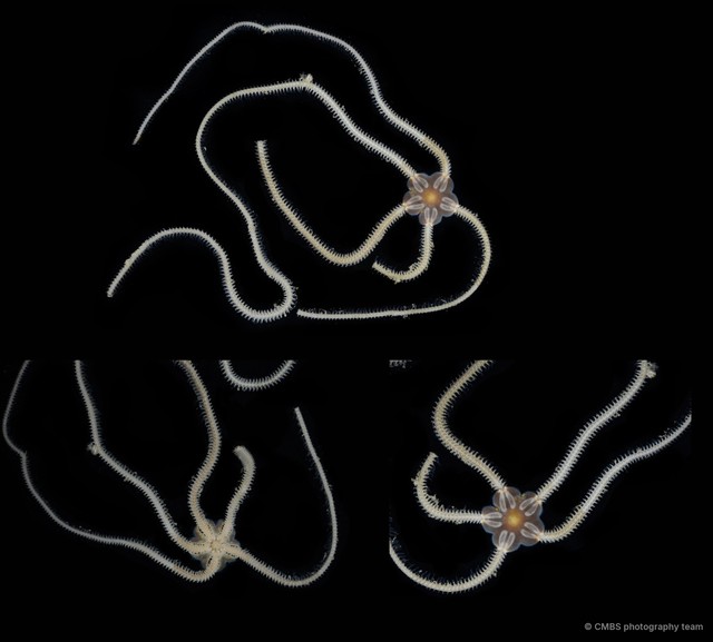 Amphiura sp. "JS-1034" • © CMBS photography team • All Rights Reserved