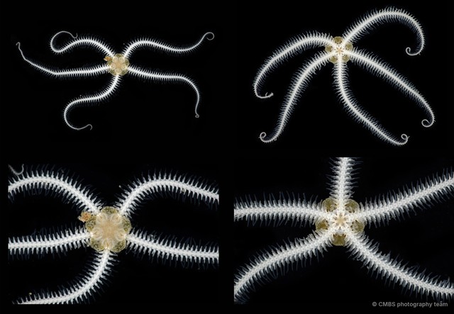 Amphiura sp. "SS-0225" • © CMBS photography team • All Rights Reserved