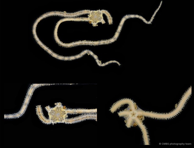 Amphiura instans • © CMBS photography team • All Rights Reserved