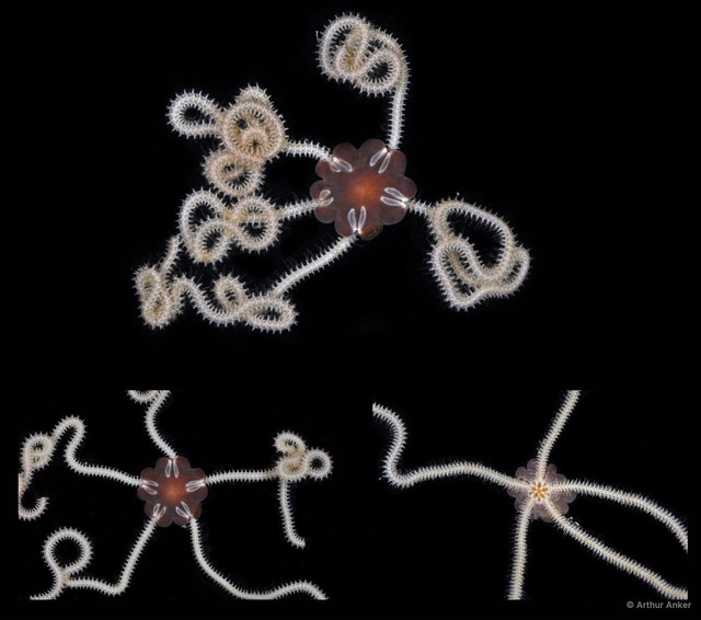 Amphiura (Ophiopeltis) phalerata • © Arthur Anker • All Rights Reserved