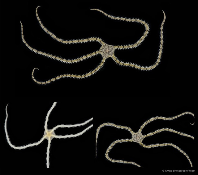 Dougaloplus sp. "JS-0921" • © CMBS photography team • All Rights Reserved