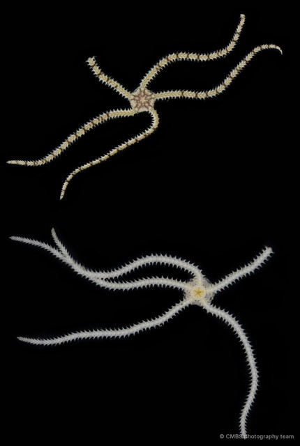 Dougaloplus sp. "JS-0922" • © CMBS photography team • All Rights Reserved
